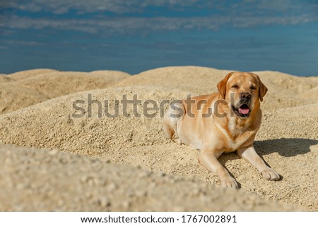 big dog fawn labrador retriever good friend lies in desert on yellow sand and blue sky on sunny day