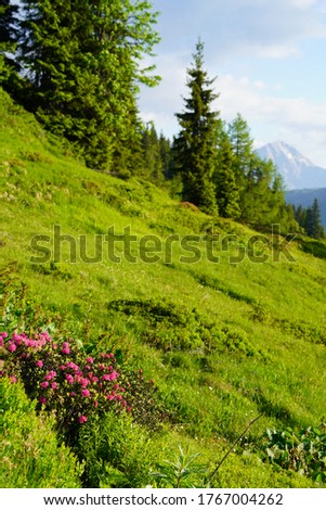Beautiful summer landscape on the mountains with the pink alpine rose in the foreground and the alps in the background