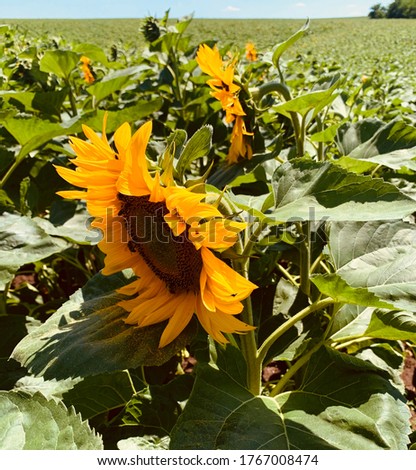 field of sunflowers close up 
