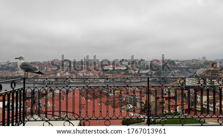 Seagull with Porto skyline in background, Portugal.