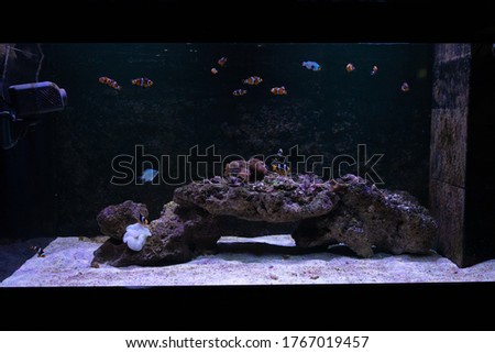 Exotic ocean fishes in aquarium