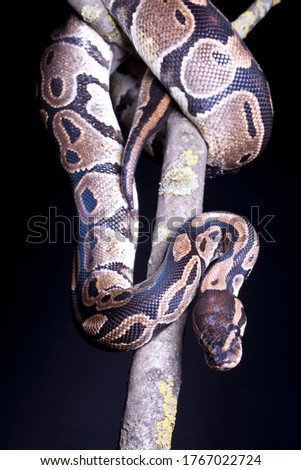 a Royal python in a studio