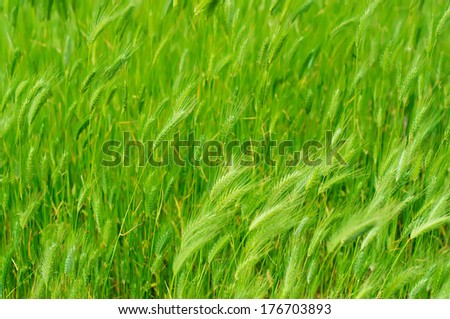 Field with green ears at spring time, soft focus