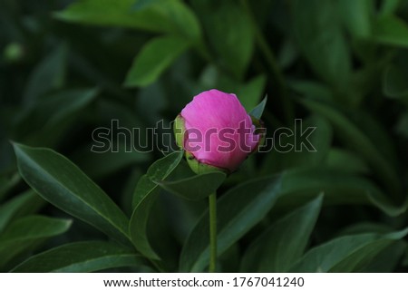 Gentle pastel pink flower of the Peony