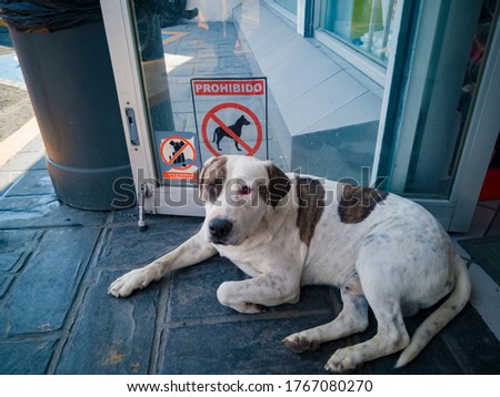 stray dog lying in the entrance of an establishment with a sign on the door that prohibits the entry of animals