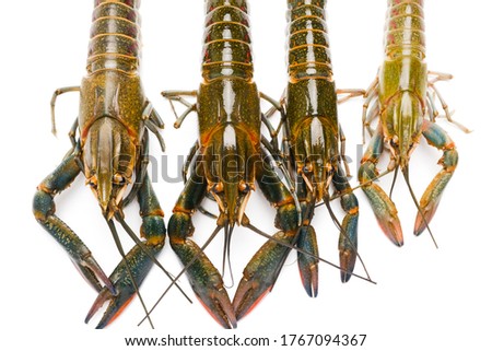 Flatlay picture of variety freshwater lobster on isolated white background. It also known as "batik" lobster caused by the pattern of its back.
