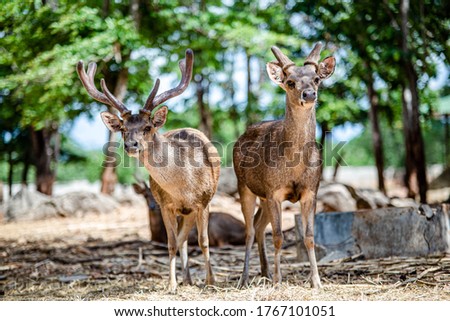 Rusa timorensis (Javan rusa) Cervidae is a deer species that is endemic to the islands of Java, Bali and Timor (including Timor Leste) in Indonesia Royalty-Free Stock Photo #1767101051