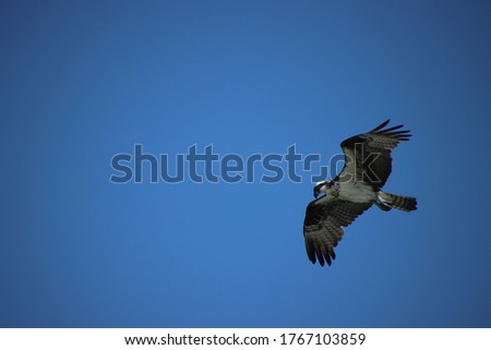 Osprey bird of prey in flight.