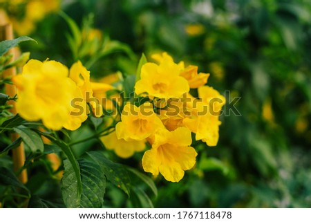 Yellow bell or Yellow elder or Trumpet vine Royalty-Free Stock Photo #1767118478