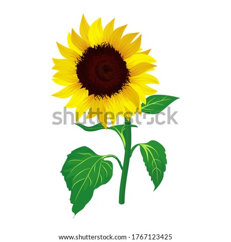 Sunflowers on a white background. vector illustration