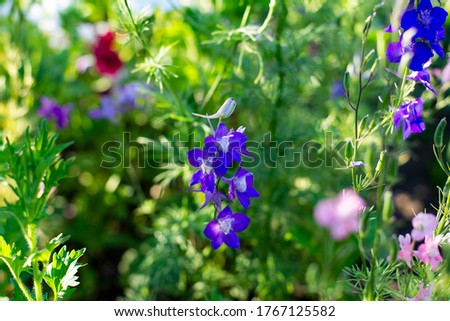 beautiful background of wild flowers