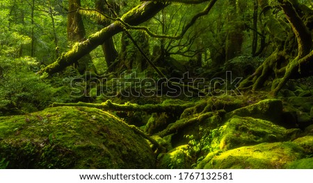 Mossy forest in Yakushima Island, Kagoshima prefecture, Japan Royalty-Free Stock Photo #1767132581