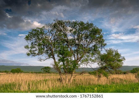 lonely tree on a field and clouds