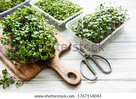 Red radish microgreens on a wooden cutting board, healthy concept Royalty-Free Stock Photo #1767154043