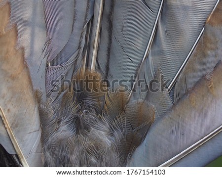 The Reverse Image of A Extraordinary Superb Lyrebird's Detailed & Textured Tail Feathers.        