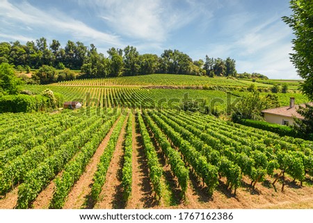 Vineyards of Saint Emilion, Bordeaux, Aquitaine, region of France in a sunny summer day. Royalty-Free Stock Photo #1767162386