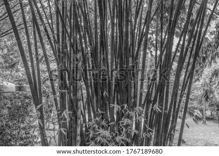 fence in the forest with bamboo plant