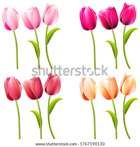 Some realistic tulips on white. Different colors.