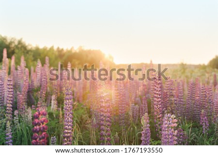 A lot of beautiful, blooming lupins in the setting sun.
