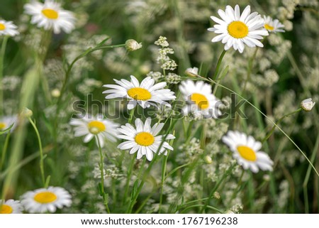 close up blooming white camomille wildflowers in field in summer  