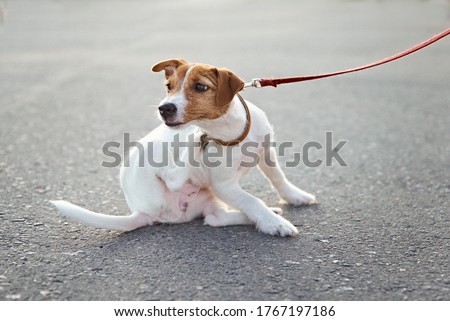 Owner walking her jack russell terrier dog outside. Dog scratches fleas on the street