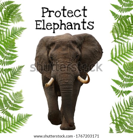 Protect elephant banner, sticker and advice for wildlife safety