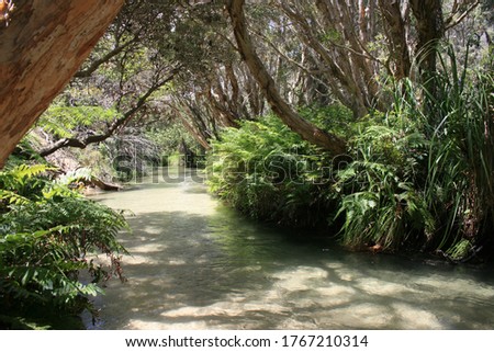 Tropical quiet river surrounded by trees in a jungle on Fraser Island in Australia