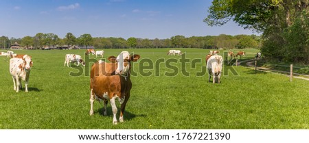 Panorama of brown and white Holstein cows in a meadow in Overijssel, Netherlands Royalty-Free Stock Photo #1767221390