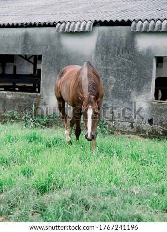 portrait of a chestnut horse in a summer field. Cavallo sulla natura. Ritratto di un cavallo, cavallo marrone
