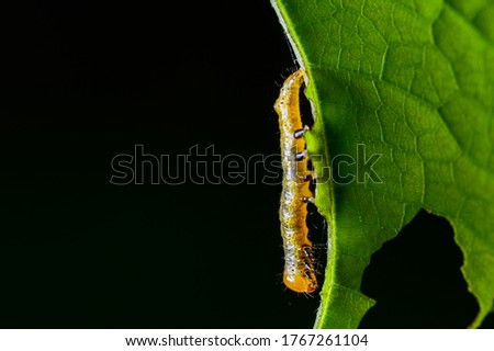 Caterpillar pests on the leaves animal