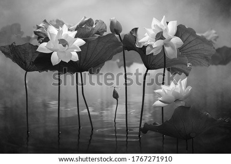 Beautiful lotus flower in lake  in black and white background.
