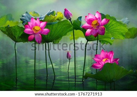 Beautiful pink lotus flower in the lake and lotus flower plants, pure pink lotus flower. Royalty-Free Stock Photo #1767271913