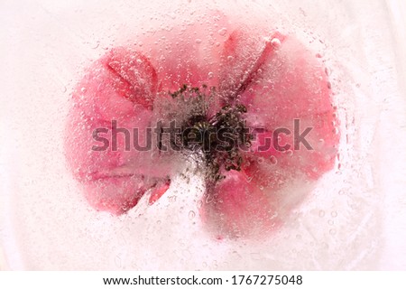 Field poppy flower frozen within a block of ice