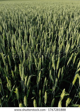 Large green field of wheat in summer on a sunny day.  Agriculture, environmentally friendly, nature.