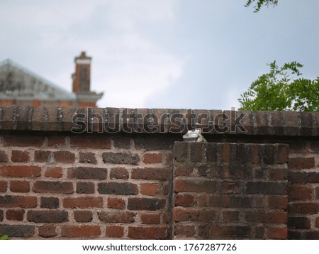 Frog object on a brick wall