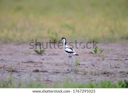 Pied avocet (Recurvirostra avosetta) photographed in a natural habitat in the water and on the banks of the estuary