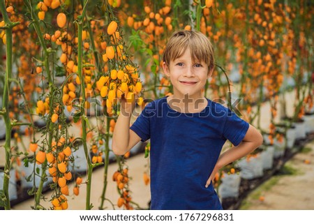 Young boy and Yellow cherry tomatoes grow in the garden. Close up
