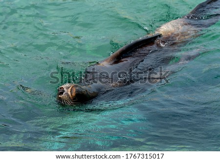 Sea Lions Fur harbor seal swimming in ocean on warm summer sunny day