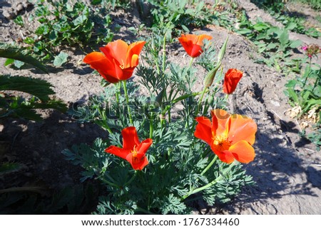 Red eschscholzia flowers close in the evening, folding up into tube