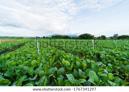 Thai kale field  