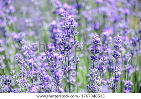 Blue violet levandula flowers, field countryside, close up.