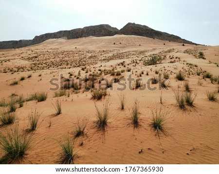 Beautiful and pristine desert sand dunes with semi-arid native plants in Sharjah, United Arab Emirates, Middle East. Wind action constantly changes the shape, height and size of the sand dunes.