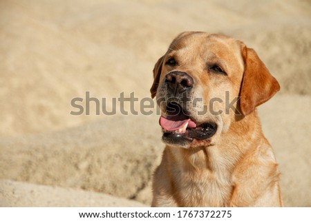 big dog fawn labrador retriever sits in desert on yellow sand on sunny day, close up