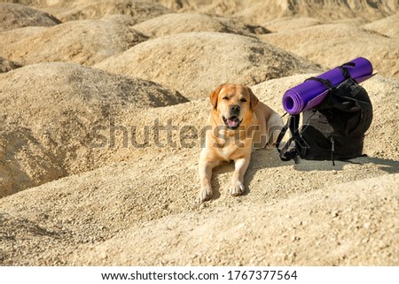 labrador retriever dog fawn lies in desert on yellow on dunes on sunny day with black backpack and purple rug