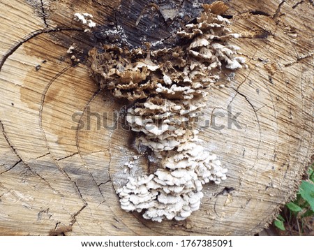 Wood with mushrooms that occur during the rainy season.