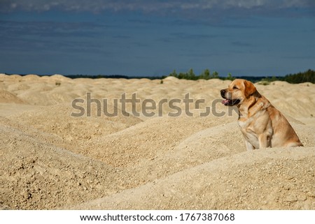 dog fawn labrador retriever good friend sitting and looking to left in desert on yellow sand and blue sky on sunny day
