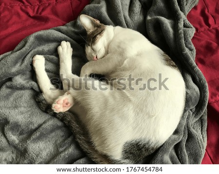 cat sleeping with paw cover its face on gray bed. Lovely funny cat