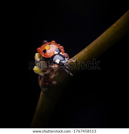 Closeup picture of ladybird walking on branch with drops of mist on the back. Still shot
