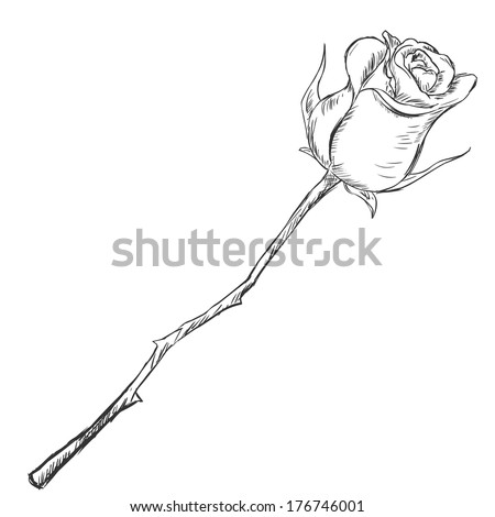 Vector Sketch Illustration - rose