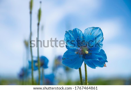 Himalayan blue poppy in Horonobe, Hokkaido, Japan